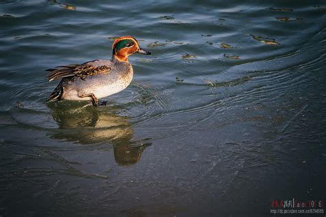 漂浮在水面上的野鸭子奥普高清图片下载-正版图片505880131-摄图网
