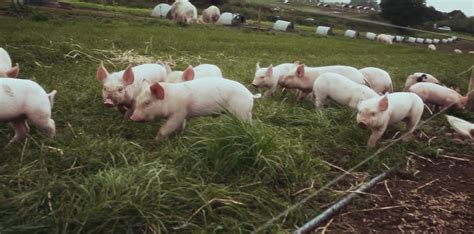 锦州某养猪场-沈阳卓大生物技术有限公司