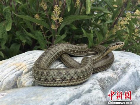 中国科学家首次揭示世界上海拔分布最高的蛇类基因组---中国科学院三江源国家公园研究院 中国科学院西北高原生物研究所