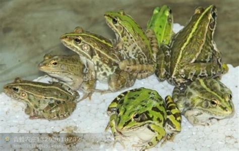 青蛙、牛蛙、蛤蟆这三种动物到底如何区分?