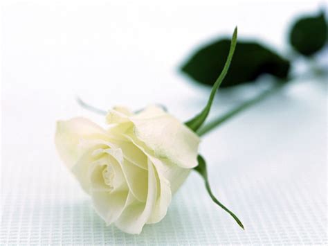 太原葬礼用花-适合祭奠的花-纪念亲人用什么鲜花-花圈大约多少钱一个-高太花白事鲜花网