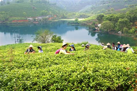云南普洱茶园，游客可采茶 制茶做茶饼 好不惬意！|云南|旅游|茶叶_新浪新闻