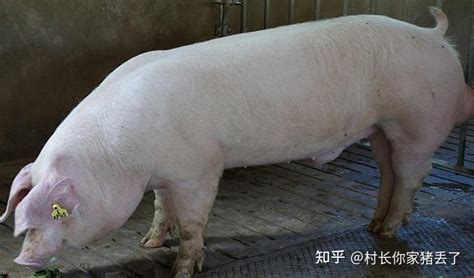 猪品种介绍——姜曲海猪_海安