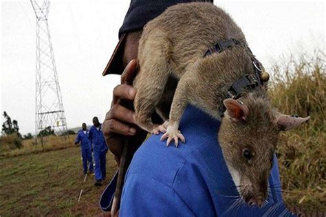 世界最大老鼠是什么 非洲巨鼠（虽然体型大但是很安静）_探秘志