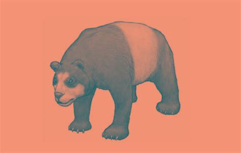 你可知大熊猫的祖先是什么，曾和剑齿虎争食|冰河世纪|云南|大熊猫_新浪新闻
