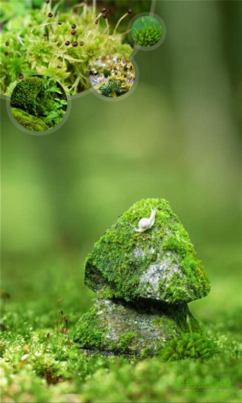 水苔图片