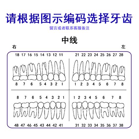 牙齿编号位置图图片