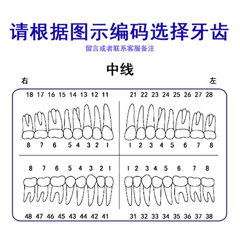 恒牙正常萌出顺序图,宝宝恒牙萌出顺序图,恒牙萌出顺序图(第2页)_大山谷图库