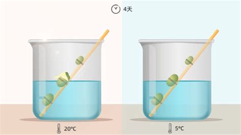 下图表示探究种子萌发环境条件的实验装置，每个烧杯均放有等量的干燥种子（10粒），并提供相应环境条件。（1）每个烧杯放入10粒种子而不是1粒种子 ...