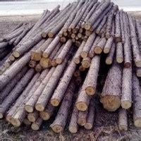 杉木原木现货出售 - 批木网