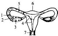 如图为女性内生殖器.据图回答:(1)女性的性腺是 .它能够 和 ．(2)精子和卵细胞结合的部位是 .受精完成后.细胞开始 ．(3)胚胎发育的 ...