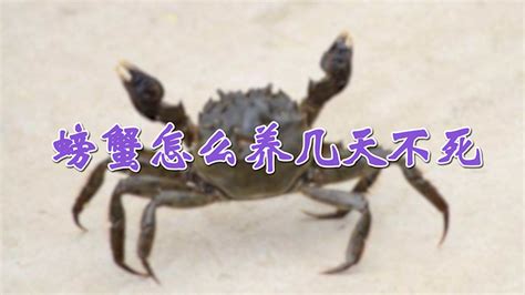 怎样养螃蟹 —【发财农业网】