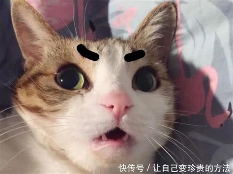 怒目对视的猫图片
