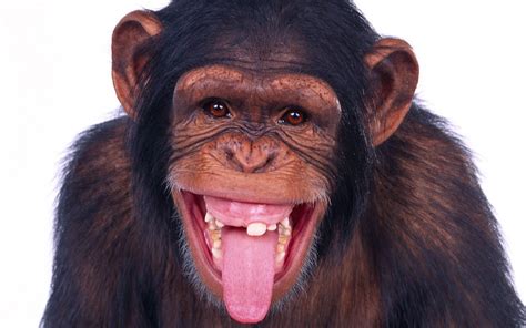 BAYC 猿猴头像|猿猴|头像_新浪新闻