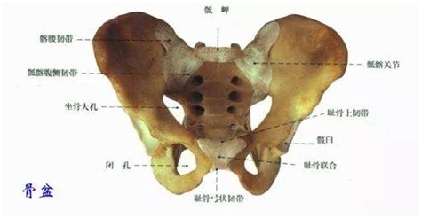 人体骨盆解剖图-人体解剖图,_医学图库