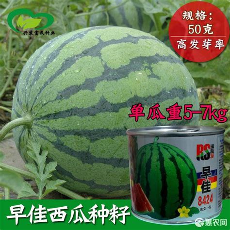 [早佳8424西瓜种子批发] 8424西瓜种子 高品质 高产量高甜度价格45元/罐 - 惠农网