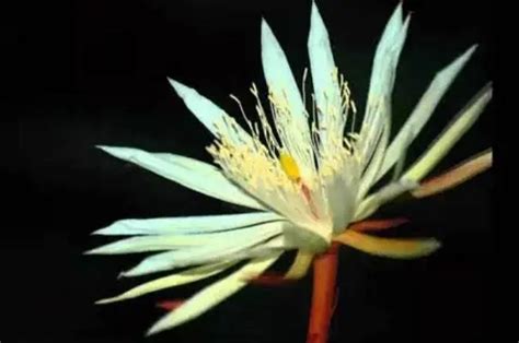 世界上最神秘的花是什么花（世界上十大最神秘的花卉）-木子李育儿网