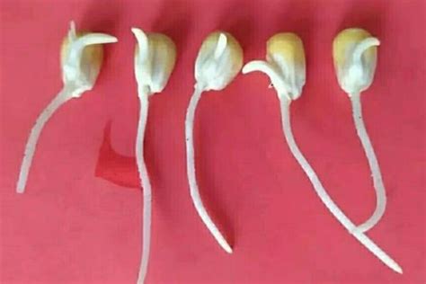 玉米种子结构图图片
