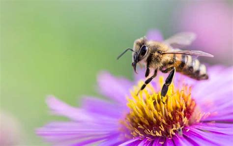 蜜蜂有哪些特点，属于典型的群居性昆虫 - 农宝通