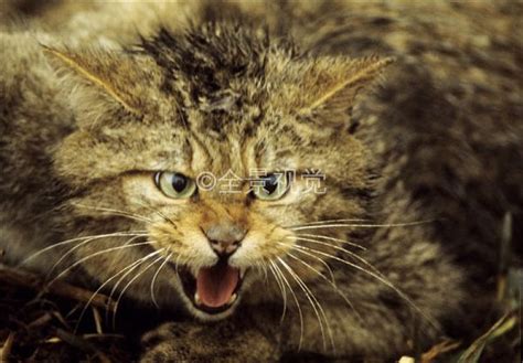 去“猫谷”看“大猫”！盘点12种中国野生猫科动物