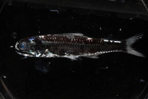 荧光斑马鱼是什么鱼?荧光斑马鱼为什么会发光_探秘志