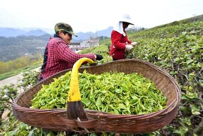 湖北保康：采摘春茶-人民图片网