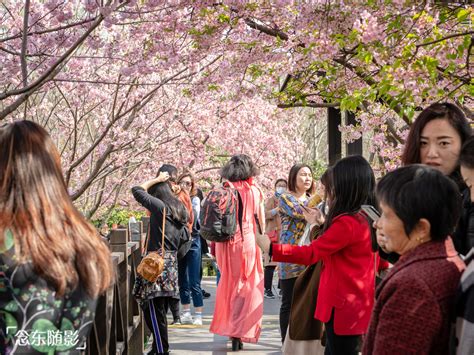 樱花开了！上海顾村公园繁花满枝头，赏樱好去处