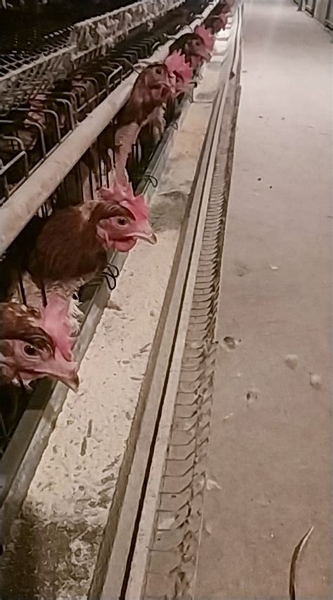 鸡的采食量如何确定？一天喂几次好 - 蛋鸡养殖(饲养管理,疾病防控) 鸡病专业网论坛