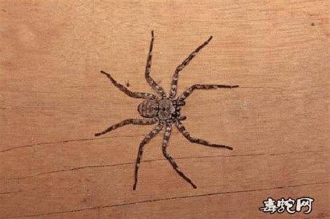 家中常见20种蜘蛛 中国十大毒蜘蛛_草龟 - 养宠客