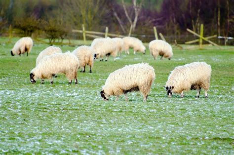 科学网—羊年说羊（二）：羊，绵羊和山羊（sheep and goat） - 王德华的博文