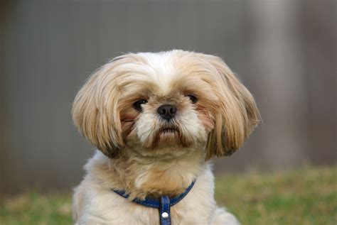 Cutie shih tzu dog wallpapers and images - wallpapers, pictures, photos