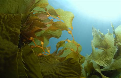 大型海藻规模栽培：增加海洋碳汇、解决近海环境问题丨服务碳中和目标_研究