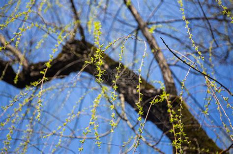 柳枝盛开的柳树冬天的柳树醒来了春天云太阳高清图片下载-正版图片504430012-摄图网