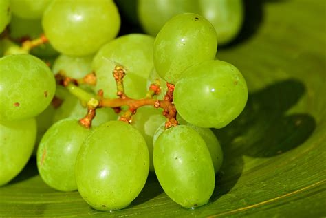玉环：早熟葡萄已上市，农户丰收喜眉梢