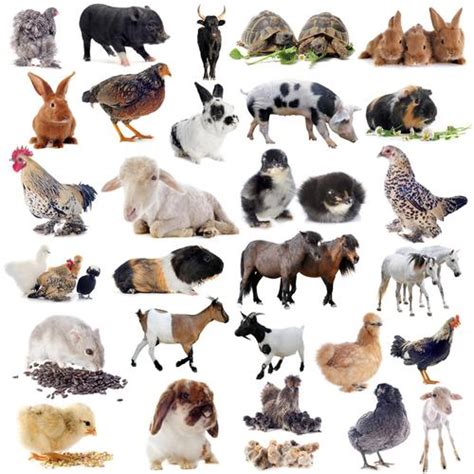 动物图片大全集100种 动物类图片大全图片_配图网