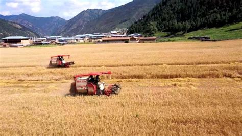 卓尼县粮食和物资储备局多措并举保障粮油供应-甘南藏族自治州人民政府