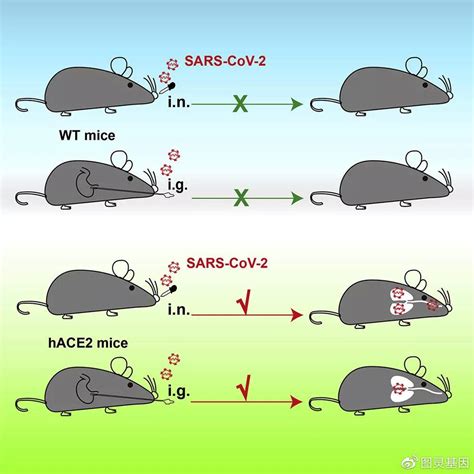 Cell子刊 | 助力SARS-CoV-2研究，建立感染和发病的小鼠模型 - 知乎