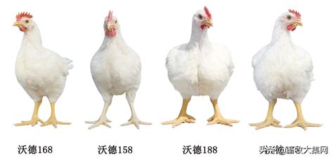 广西三黄鸡 - 鸡品种大全 - 鸡病专业网