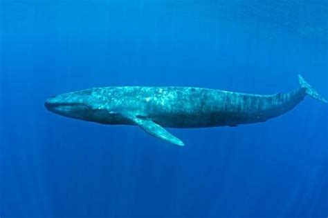 鲸鱼不是鱼，那全球最大的鱼是哪一种？这种温顺的鲨鱼比大象更大。 - 360娱乐，你开心就好
