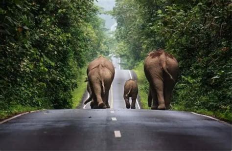 南非大象路中间做早操 动作十分滑稽_新浪图片