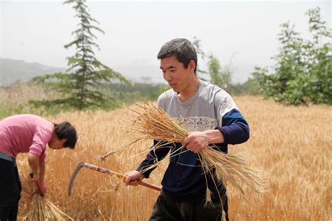 中年农民放下自家农活先帮岳父岳母收小麦，1人干着2家活|小麦|岳母|岳父_新浪新闻