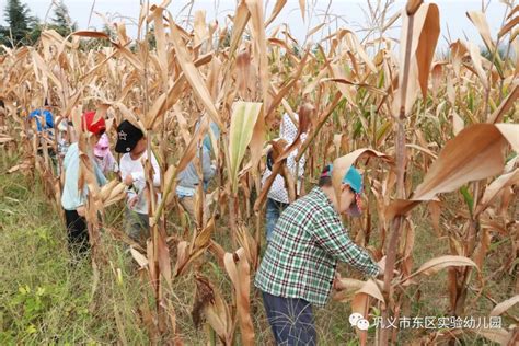 农村玉米地里的故事,玉米地的孩子,秋天的玉米片_大山谷图库