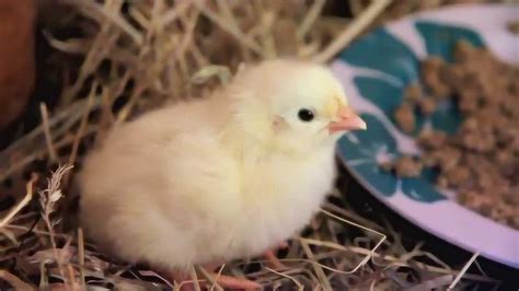 母鸡孕育小鸡的全过程，主人为孵出高品质小鸡一刻不离陪伴着母鸡