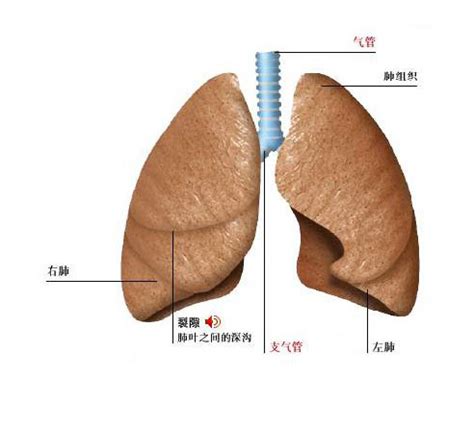 正常人体肺部解剖学-人体解剖图,_医学图库