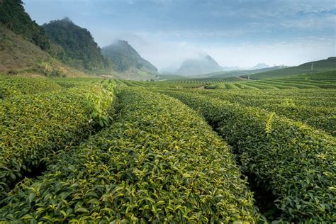 茶叶进出口额双第一，探秘福建省2021年茶叶进出口贸易_市场_中国_数据