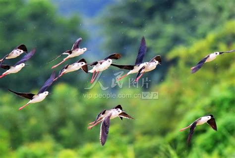 湖南嘉禾：生态美 鸟飞来-人民图片网