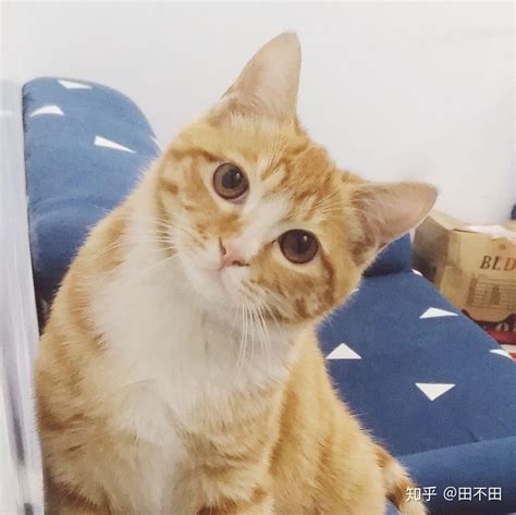 不同品种的橘猫都有哪些？ - 知乎