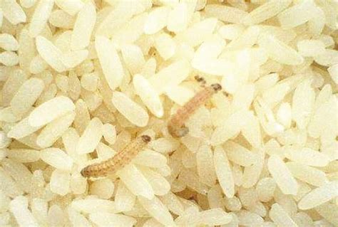大米中的米象虫能吃吗？用这六种方法可以彻底消灭干净！_冷冻