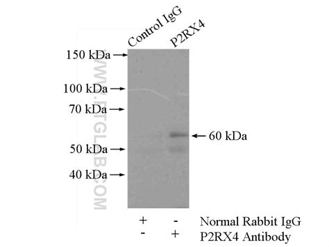 P2RX4 Antibody 13534-1-AP | Proteintech