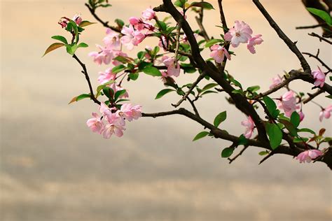 海棠网址，海棠网址加载不出来怎么办